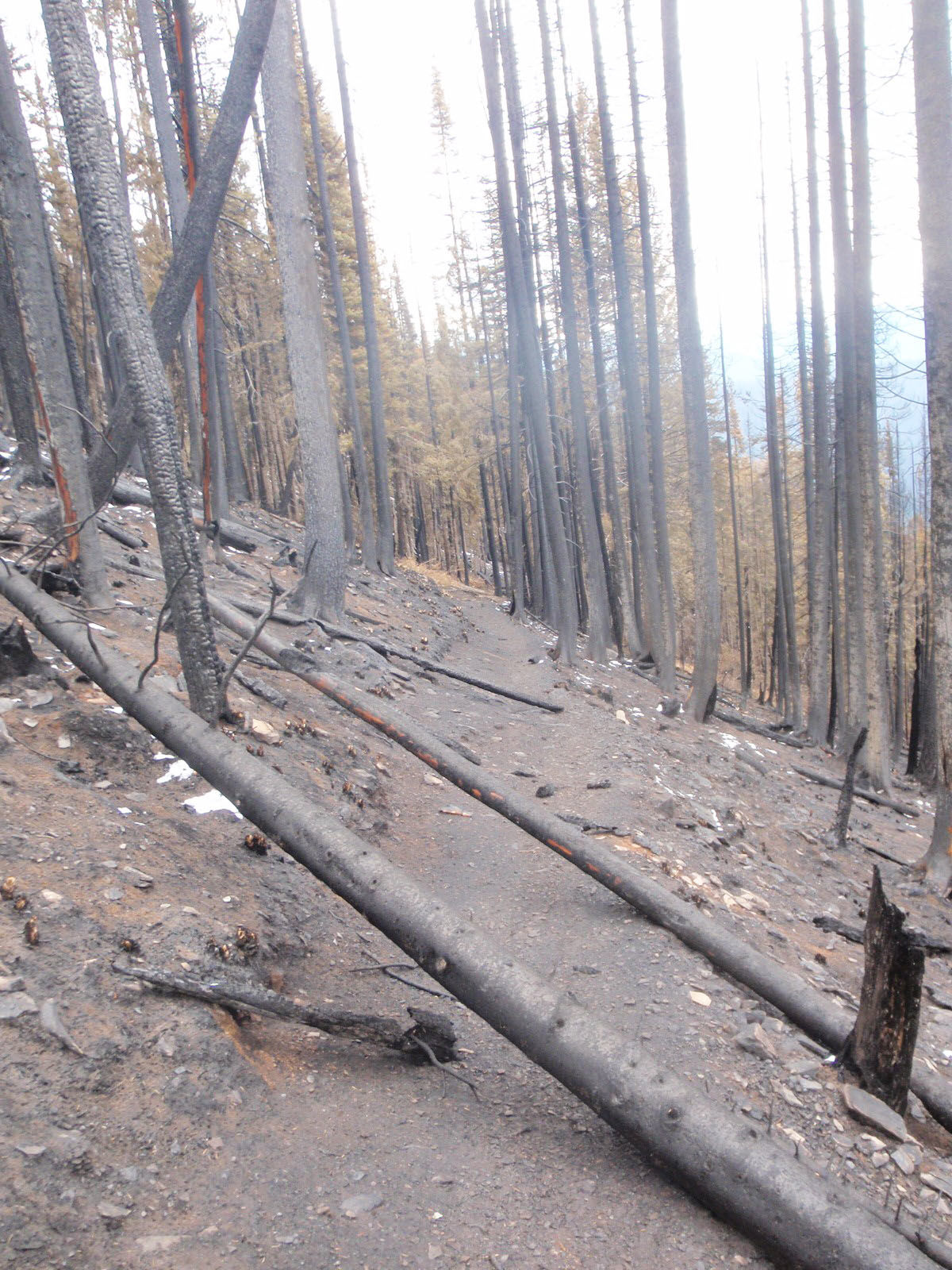 Burned trails